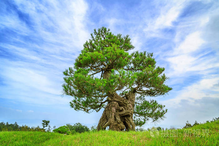 草原上的大松树上照片-正版商用图片0tk4nz-摄图新视界