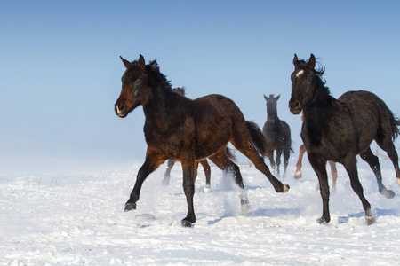 马群在雪中
