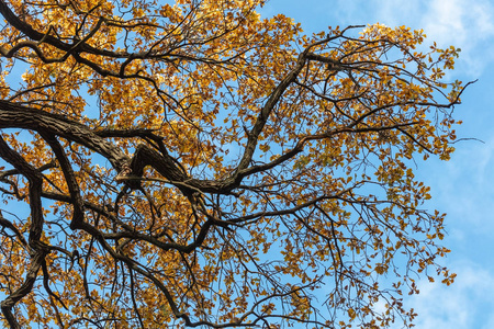秋天叶子在树在天空背景