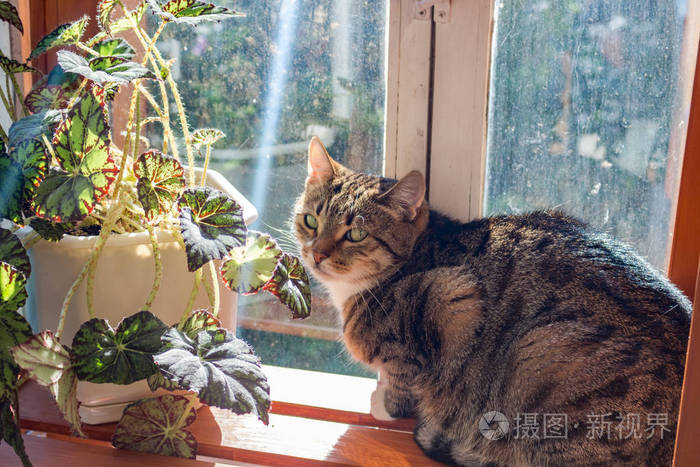 植物旁边阳台上的一只猫望着镜头
