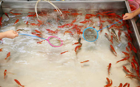 孩子正在钓金鱼照片