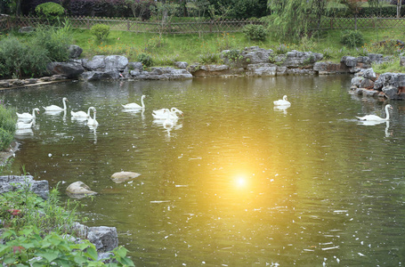 一群白色天鹅在湖面上