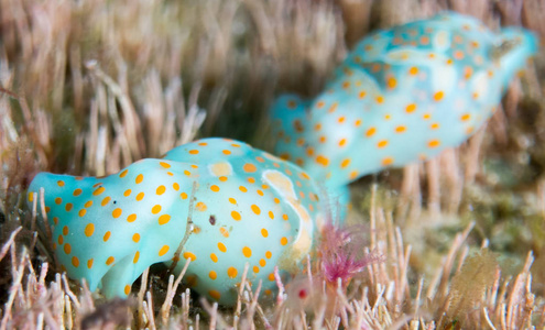 在它们的栖息地的 nudibranchs