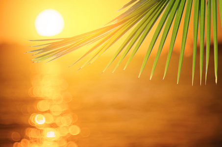 与太阳光线抽象背景模糊热带海滩上的绿色自然棕榈叶