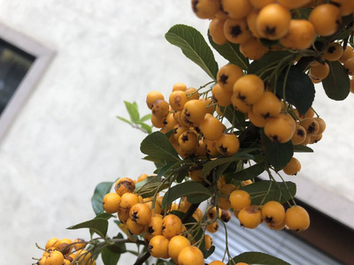 雨后潮湿的秋天水果