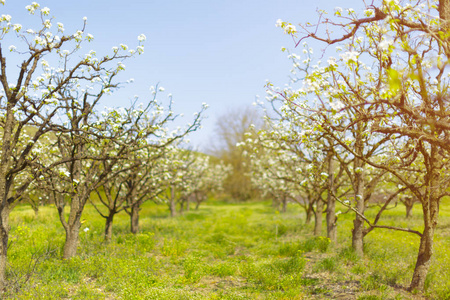 春天有盛开的树木的苹果花园