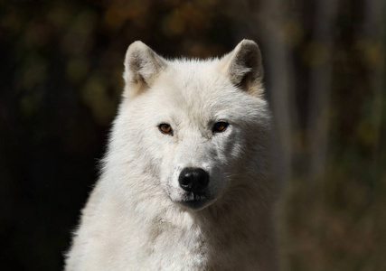 哈得逊湾狼 犬 hudsonicus 是白色的, 中型捕食者类似于北极狼.
