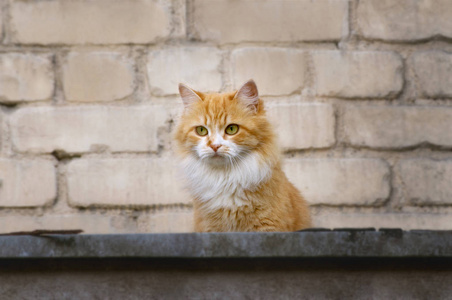 红猫靠在街上的砖墙上