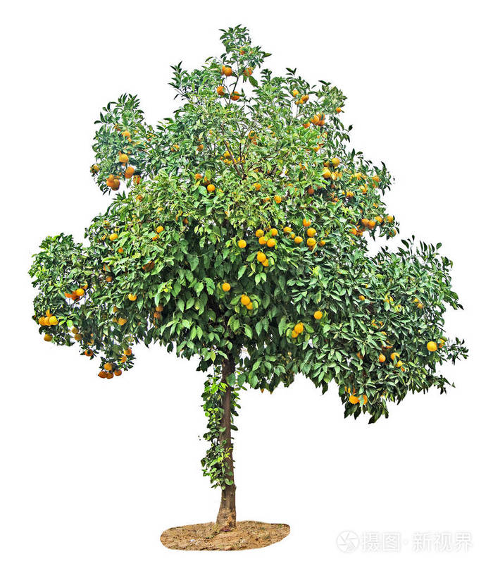 在白色背景上的桔子树