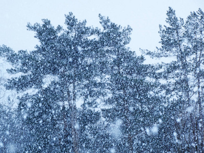 雪霜冬季风景林图片