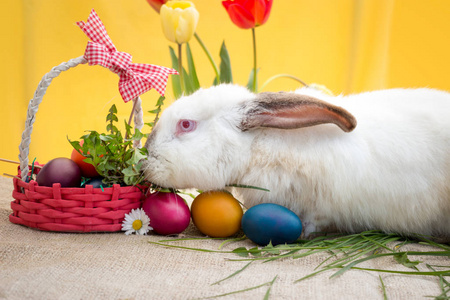 可爱的复活节兔子复活节彩蛋