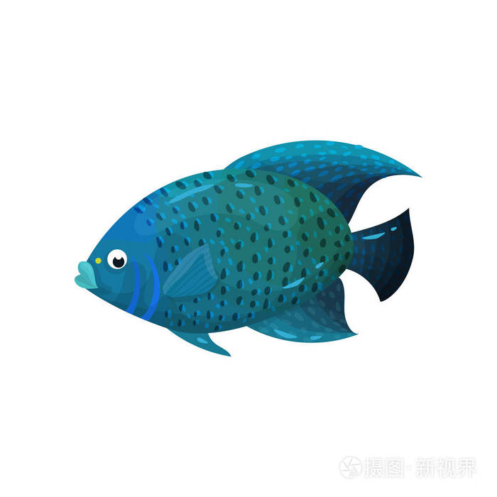 捕食的蓝色鱼与大鳍, 侧视图.海洋动物.海生物.