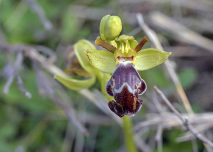 希腊 leros 的 ophrys omegaifera