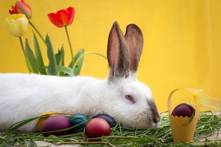 可爱的小白兔躺在复活节彩蛋身边