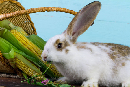 可爱的家兔吃三叶草和玉米照片