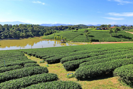 在泰国清莱的茶叶种植园