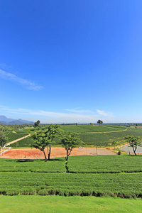 在泰国清莱的茶叶种植园