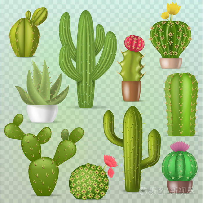 cactaceous 多汁植物植物学插图花卉逼真的动画片异国情调的花朵隔绝