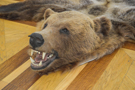 地毯上有天然的狩猎奖杯, 稻草人, 皮肤上有一只野生的棕色灰熊, 有尖牙。背景介绍