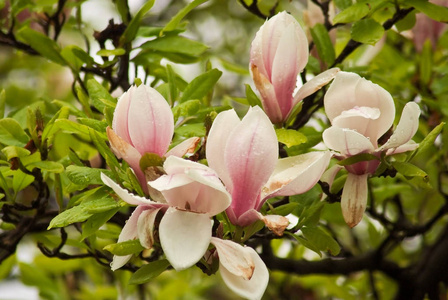 春天布拉格公园美丽的开花植物