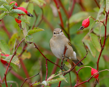 棕柳莺等鸟坐在野生玫瑰花丛。秋天