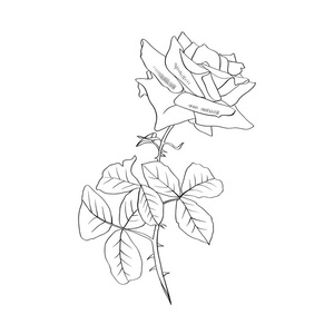 带叶子的带刺的花.玫瑰铅笔画.花园花卉素描.