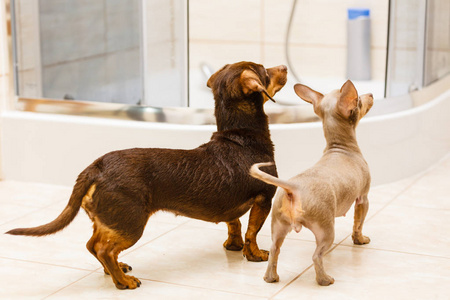 两只小狗高兴地看着主人。微型纯种小狗在浴室