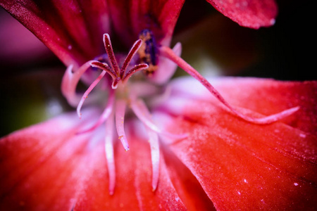 芙蓉, 细节微距特写花