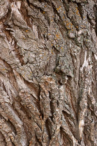 花纹与裂开的木树皮覆盖着苔藓。秋天