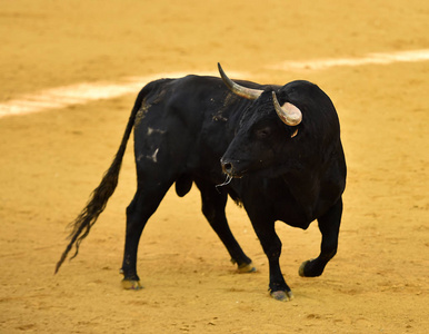 牛市在西班牙斗牛场图片