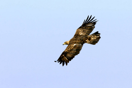 金鹰的成年雄鸟。aquila chrysaetos