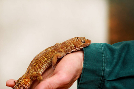 人手里拿着爬行动物壁虎.常见的豹式爬行动物壁虎.