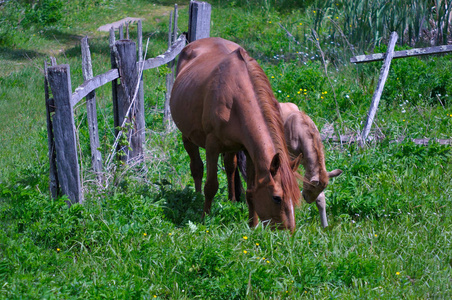 农村小马驹图片