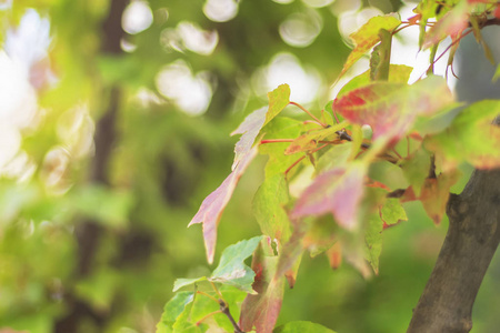 季节概念 红色枫叶在秋天季节与蓝天模糊的背景