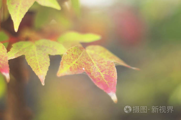 季节概念 红色枫叶在秋天季节与蓝天模糊的背景