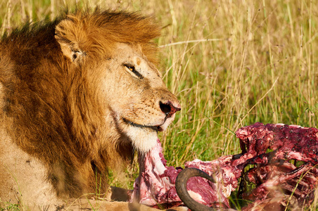 狮子吃猎物图片