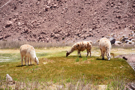 在智利的阿塔卡马沙漠骆驼动物