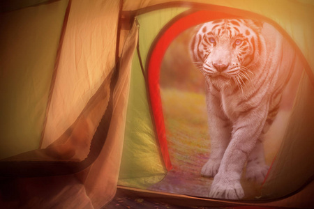 一只白虎在旅游帐篷里看