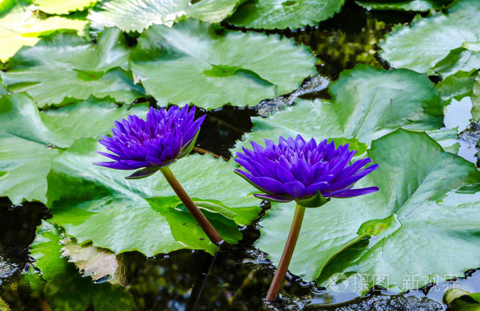 美丽的蓝色莲花中自然园林