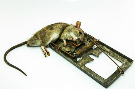 在白色背景上的肮脏陷阱的死老鼠照片