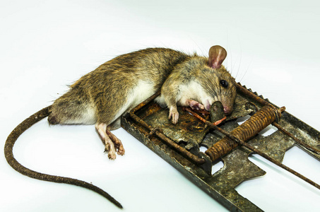 在白色背景上的肮脏陷阱的死老鼠照片