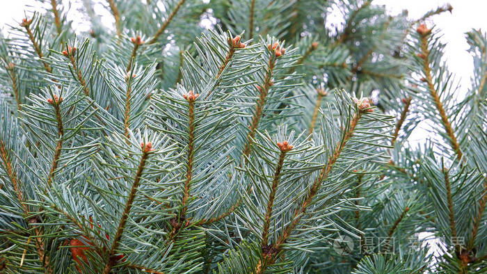 细长的幼毛树的浅蓝色枝条.新年树.圣诞树.冷杉分枝蓝色云杉.特写