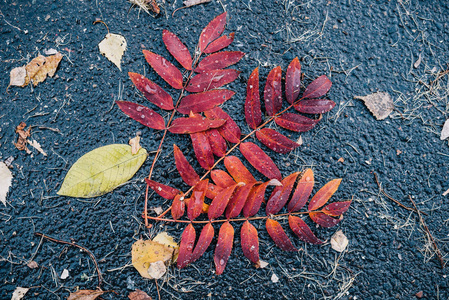 在人行道上落叶, 湿秋叶, 秋干叶