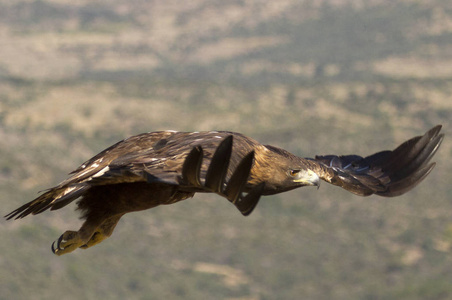 成年雄性和雌鹰。aquila chrysaetos