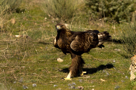 成年雄性和雌鹰。aquila chrysaetos