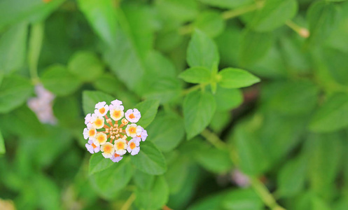 绿色花园中的兰塔娜卡马拉花