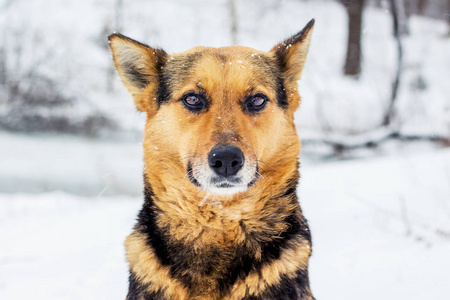 一个年轻的狗的肖像直接看在冬季森林的背景