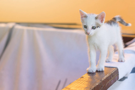 在木材上行走的可爱的小白猫