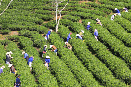 一群农民采茶图片