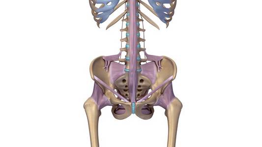 右髋关节图图片